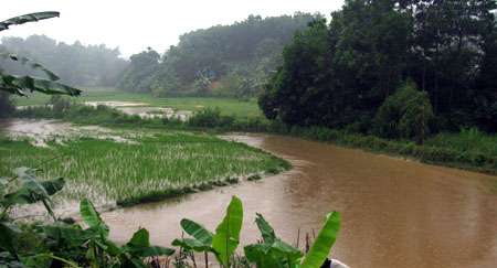 Mưa lớn làm 20 ha lúa ở xã Đại Minh ngập sâu.